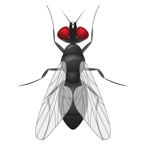 Housefly Sketch Vector Image