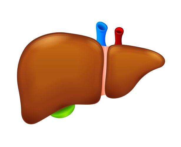 Liver anatomy of human body Royalty Free Vector Image