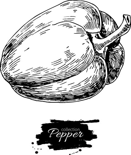 Red bell pepper hand drawn Royalty Free Vector Image