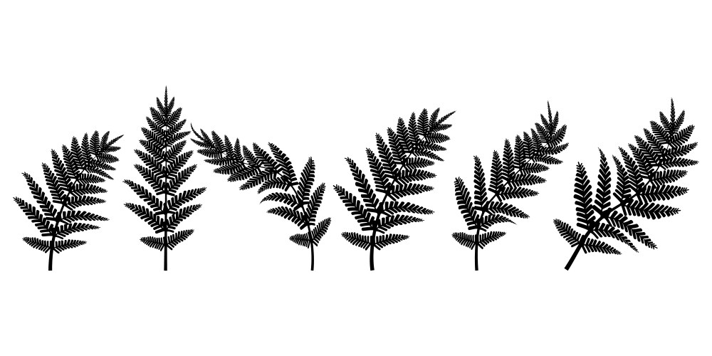 Black Fern Branch Contour Vector Image