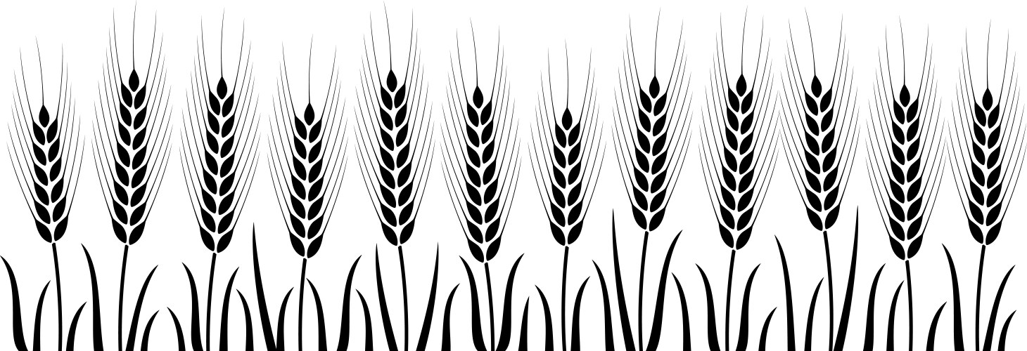 Field with wheat Royalty Free Vector Image - VectorStock