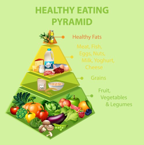 Healthy eating pyramid chart vector image