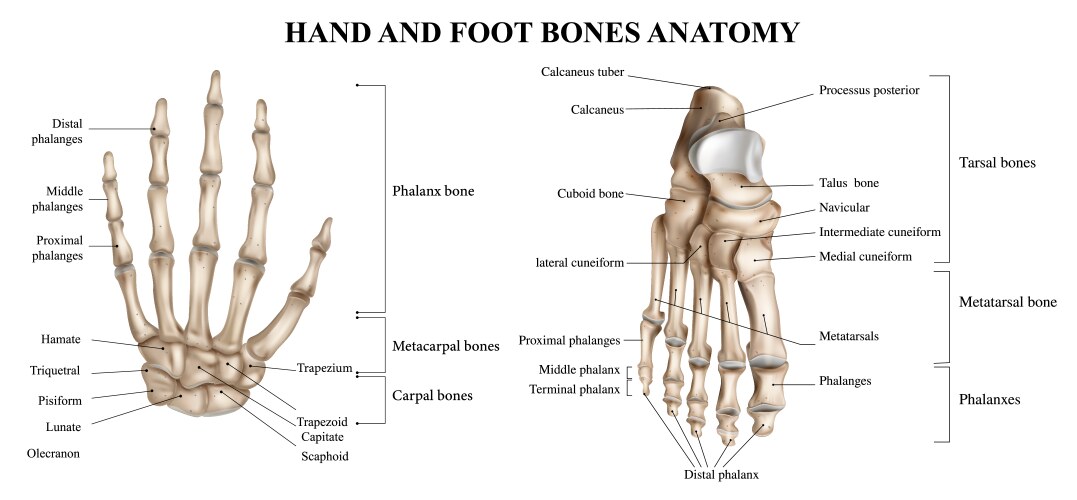 Foot bones anatomy Royalty Free Vector Image Biology Diagrams