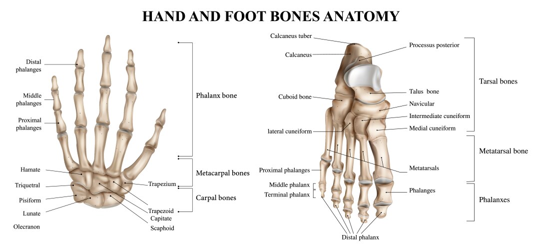 hand and foot anatomy vector