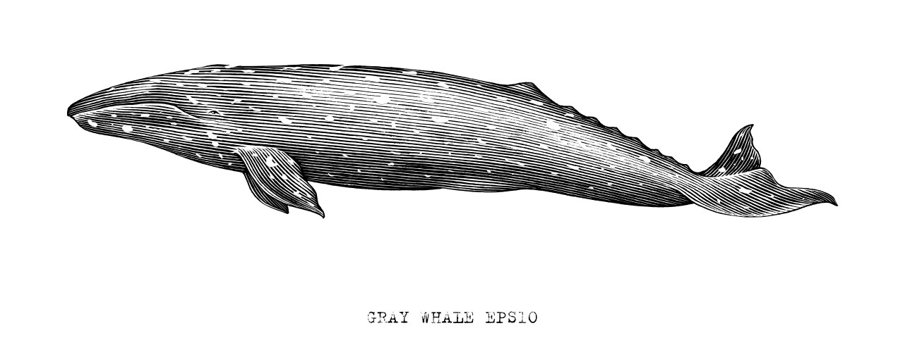 gray whale hand draw vintage engraving style vector