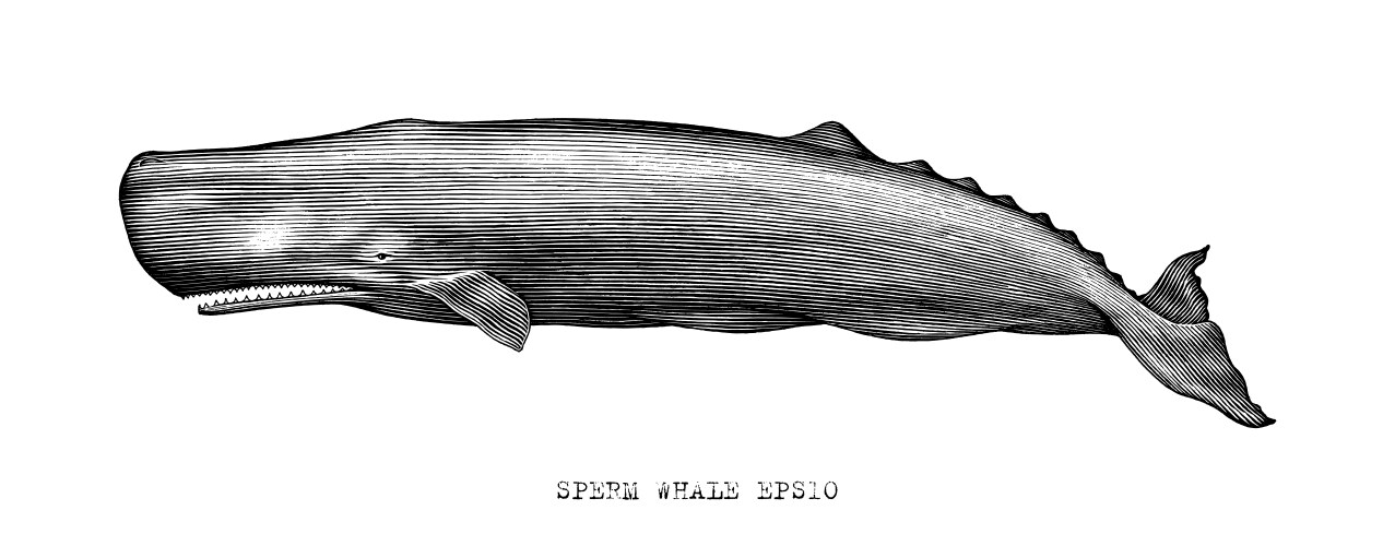 sperm whale hand draw vintage engraving style vector image