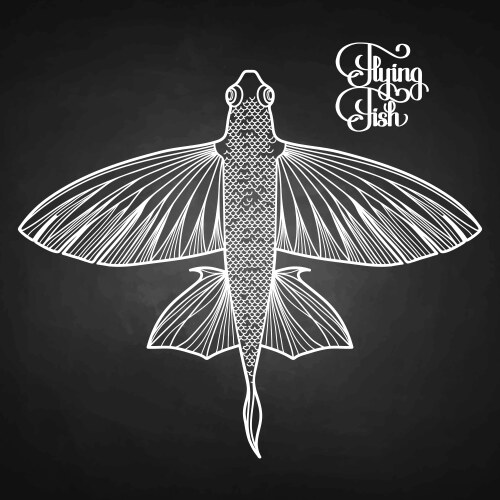 Flying Fish Vector Images (over 11,000)