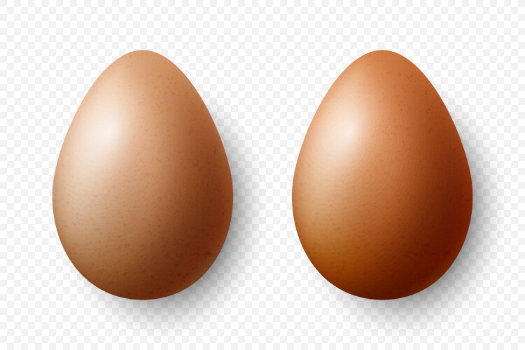 3d realistic brown textured chicken eggs vector