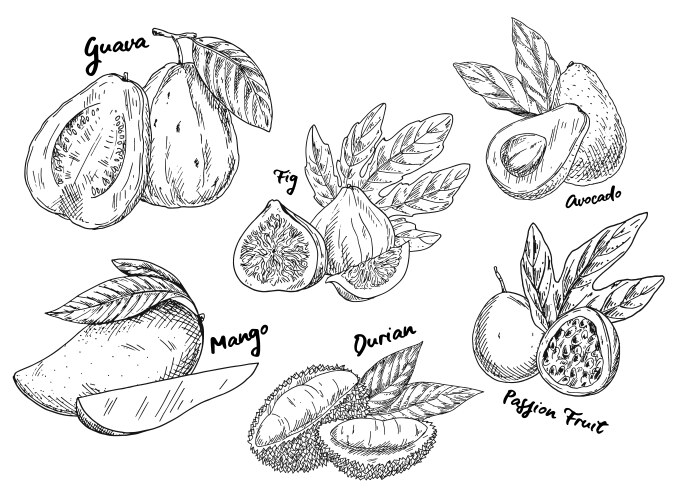 Fruit Sketch: Guava, Avocado, Fig, Mango vector image