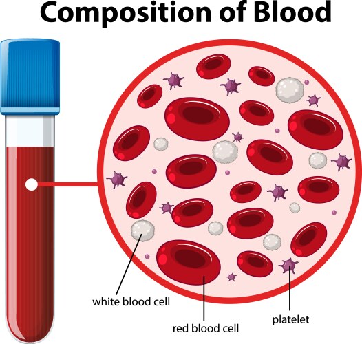 Composition of blood diagram vector image