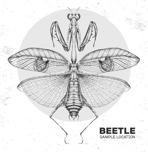 Realistic Praying Mantis Artwork Vector Image