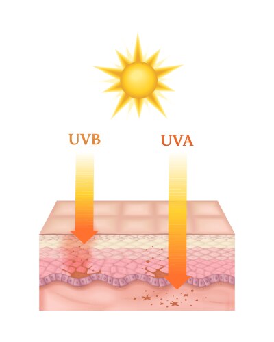 Skin cancer prevention sun uv protection Vector Image