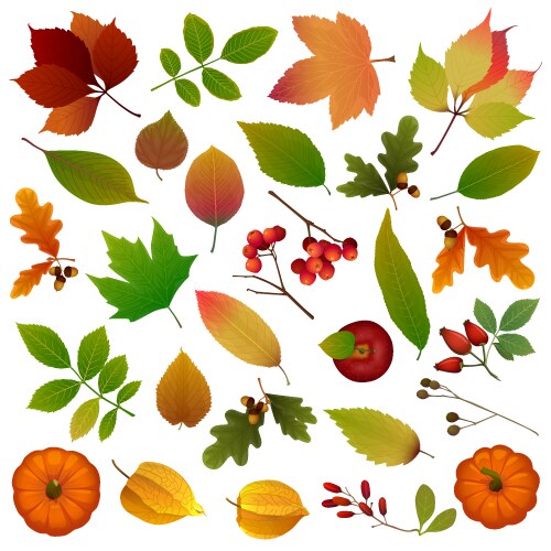 Autumn Leaves and Berries Collection Vector Image