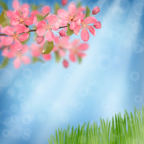 Pink blossoming cherry branches and green grass Vector Image