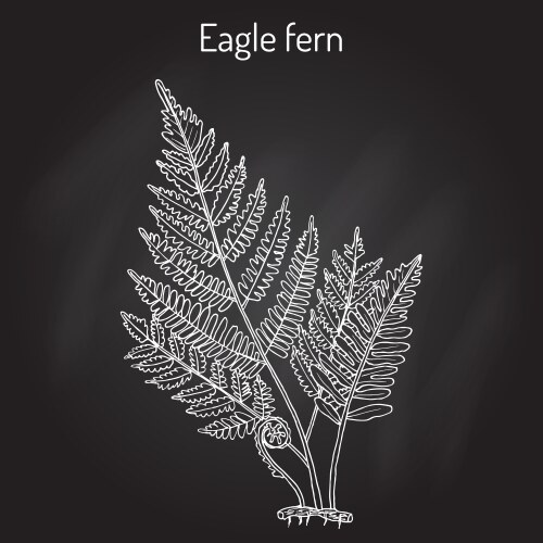 Bracken Fern - Pteridium Aquilinum Vector Image