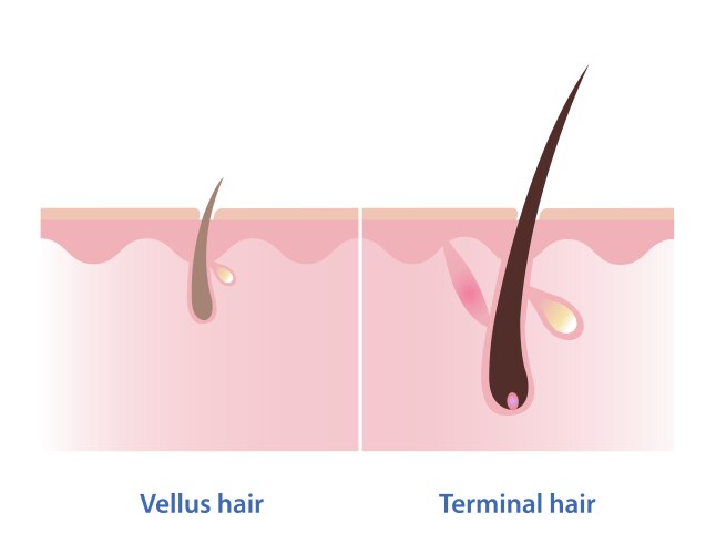 Pubic Hair Vector Images (over 270)