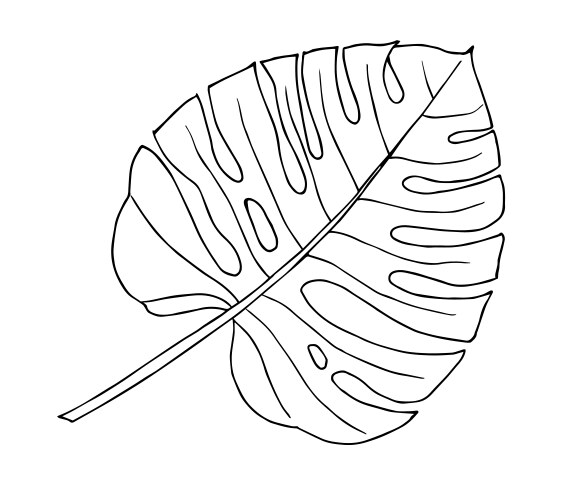 drawing of monstera palm leaf hand drawn vector