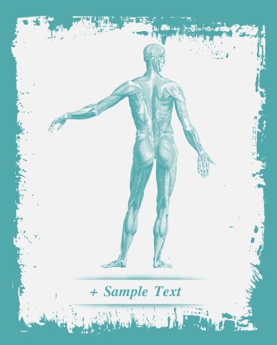 Human figure Vector Images & Graphics for Commercial Use | VectorStock