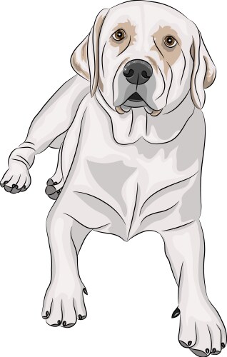 Red Labradore Vector Portrait labrador retriever Royalty Free Vector Image