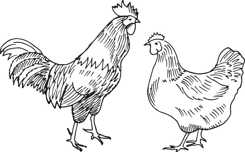 Chicken Sketch: Hen and Rooster Vector Image