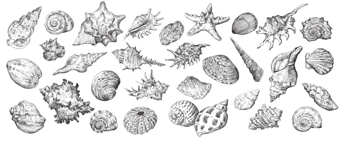 Seashells engraved icons Royalty Free Vector Image