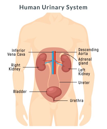 Urinary system anatomy urine human kidney body vector image