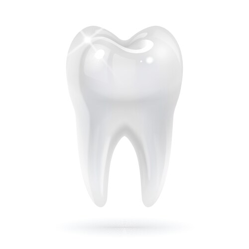 Tooth on transparent background Royalty Free Vector Image