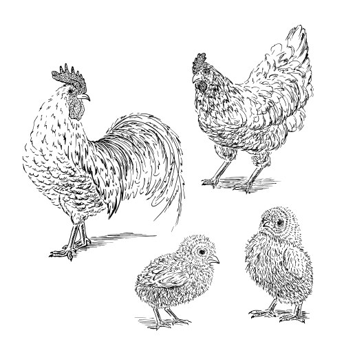 Chicken Rooster Chick Sketch Set Vector Image