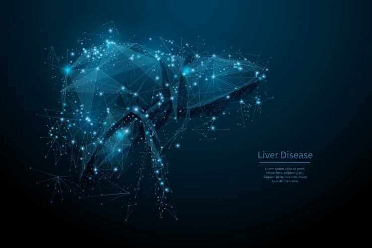Liver organ low poly blue Royalty Free Vector Image