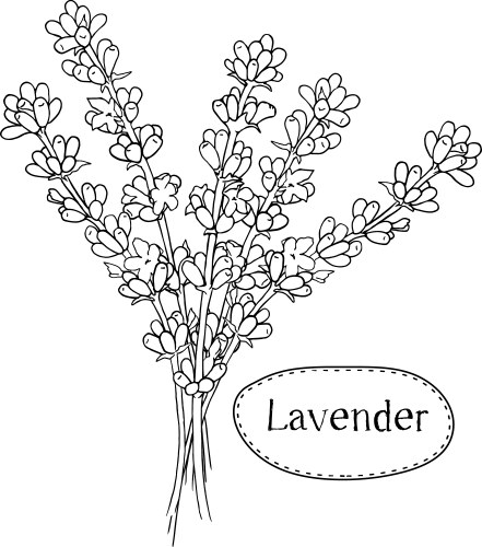 Lavender Wildflowers Botanical Sketch Vector Image