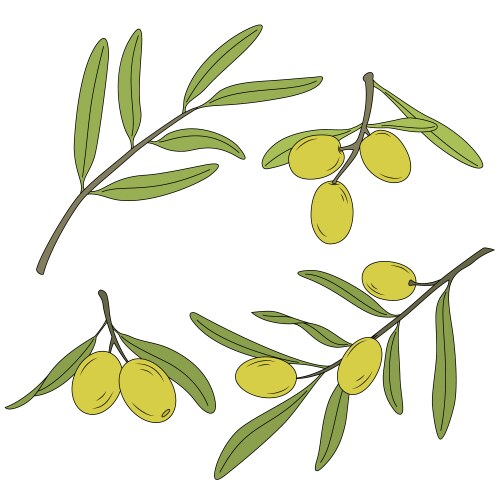 Branch of the olive tree with olives Vector Image