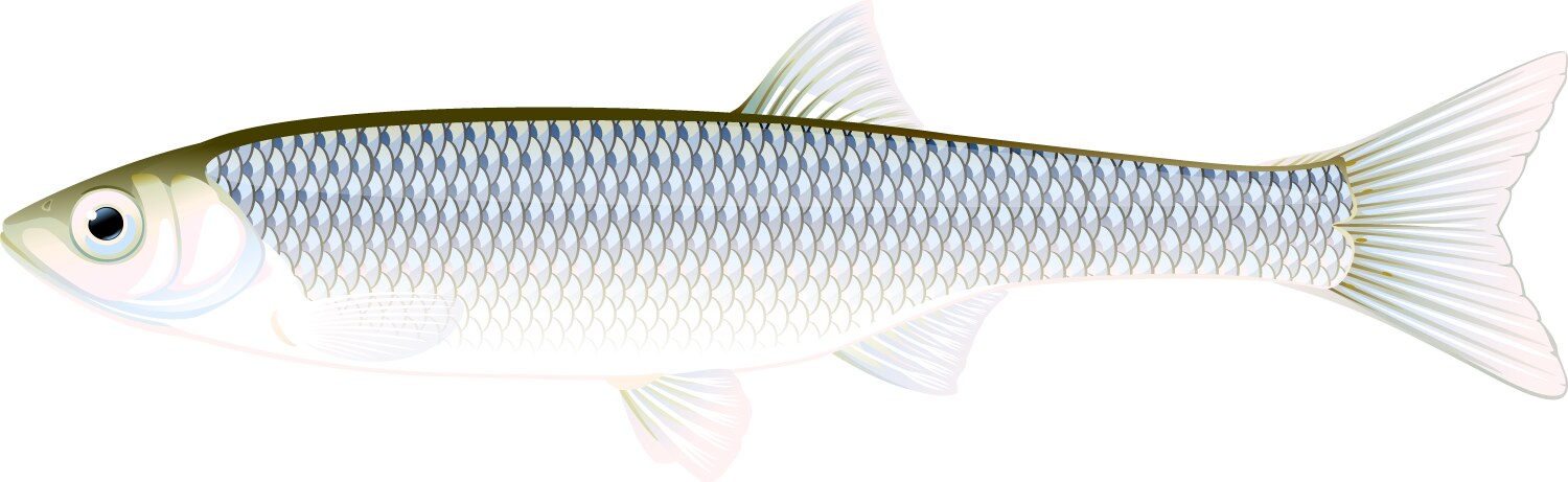 common bleak fish isolated vector image