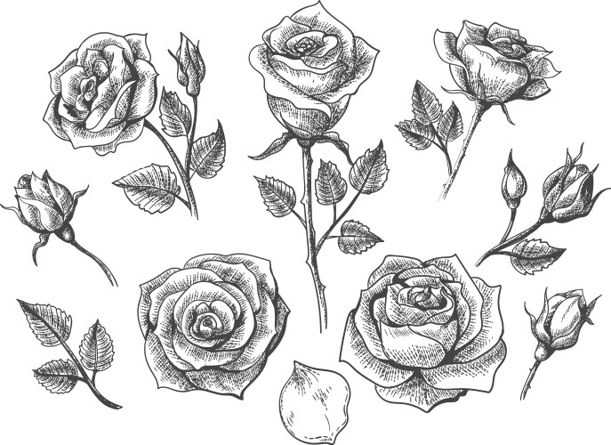  Collection of hand drawn dry autumn leaves Vector Image 