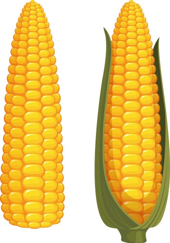 Ripe corn Royalty Free Vector Image - VectorStock