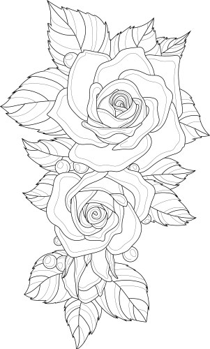Realistic rose flowers bouquet with leafs sketch Vector Image