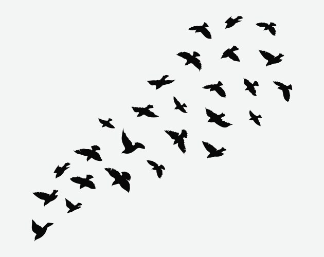 Silhouette of a flock birds black contours Vector Image