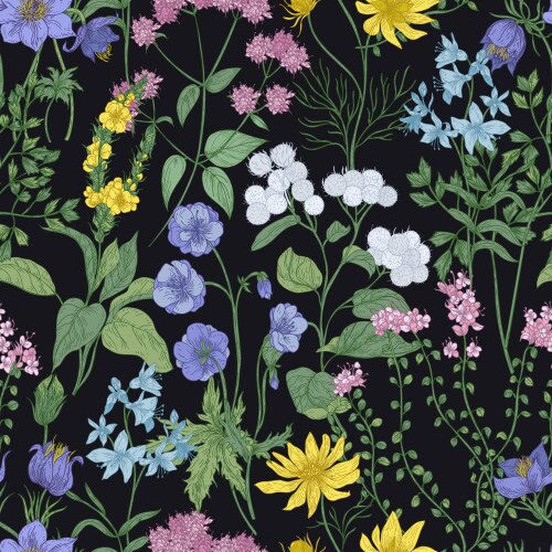 Botanical seamless pattern with meadow herbs Vector Image