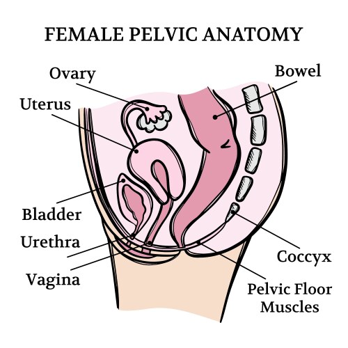 Female pelvic anatomy medicine education scheme vector image