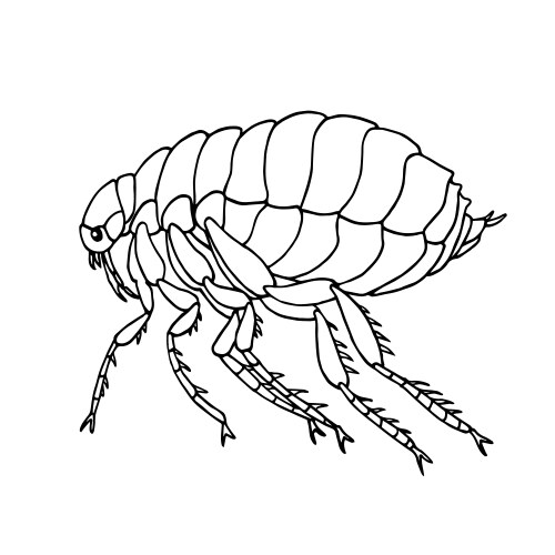 Flea Parasite - Insect Vector Image