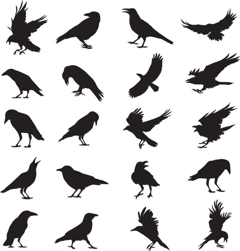 Raven Silhouette Vector Image