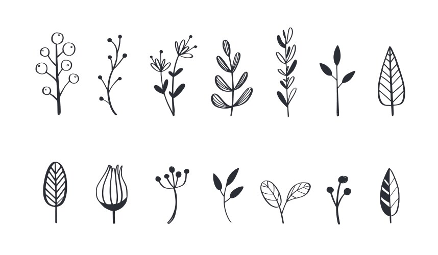 Floral Botanical Doodle Set Vector Image