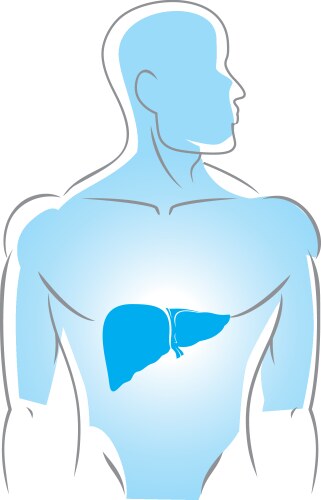 Internal liver Royalty Free Vector Image - VectorStock
