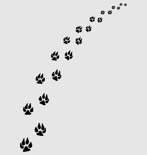 Следы на снегу кошки