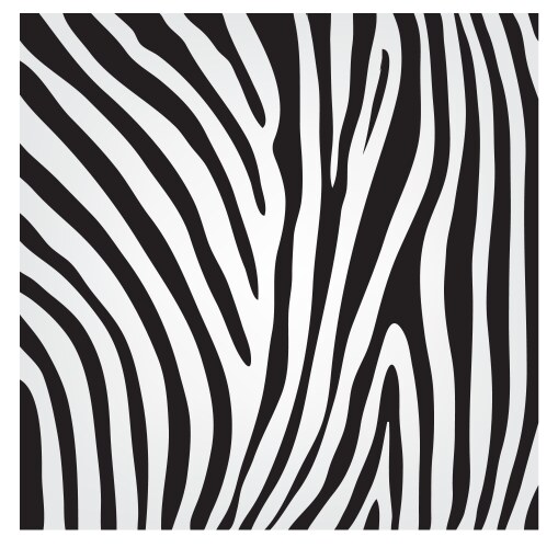 Abstract striped black and white zebra skin Vector Image