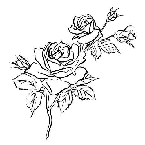 Elegant Rose Sketch Vector Image
