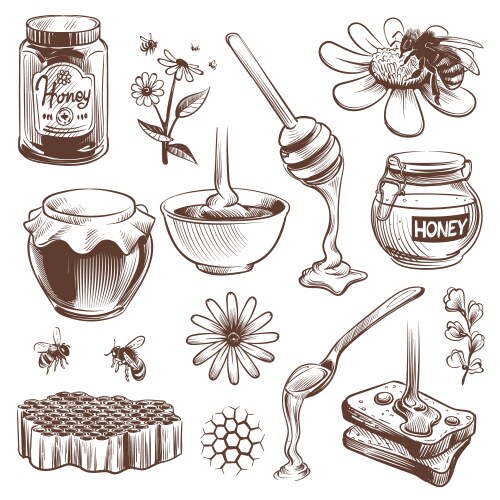 Hand-Drawn Honey & Bee Sketch Vector Image