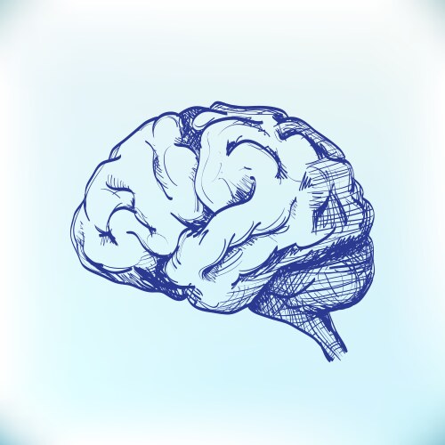 Human Brain Sketch Vector Image