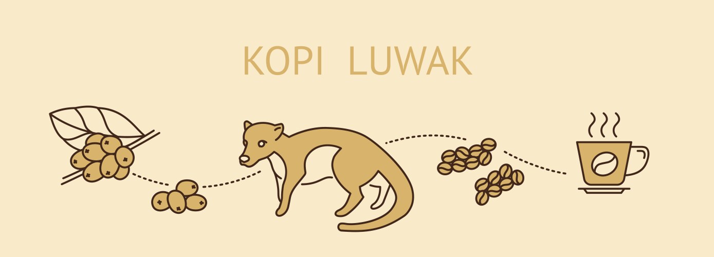 stages of production coffee beans kopi luwak vector image