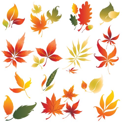 Autumn Leaves Set Fall Leaf Floral Icons Over Vector Image Autumn Leaves Set Fall Leaf Floral Icons Over Vector Image