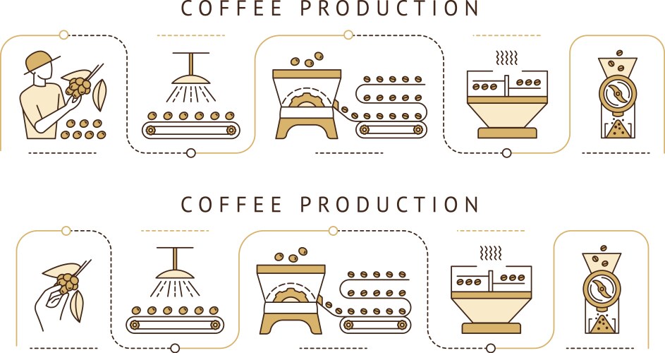 Coffee Production Steps Vector Image